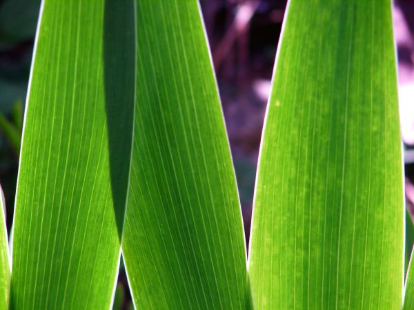 nightmares on wax:rise