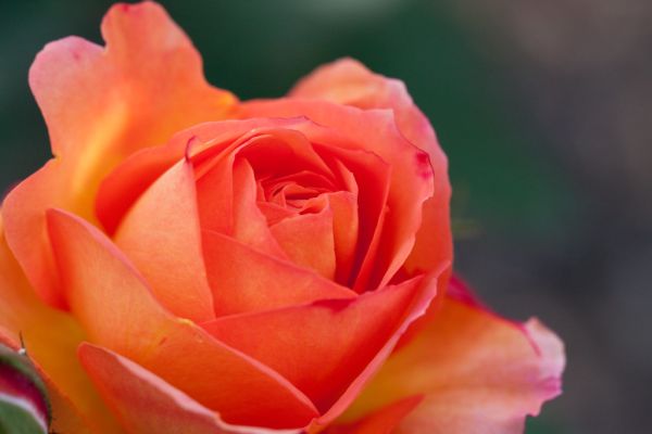 Rose, Souvenir 'd Anne Frank