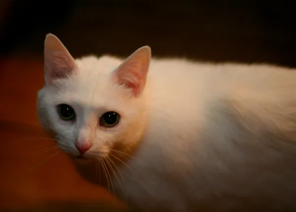 A White Cat Crosses My Path Every Day, Too