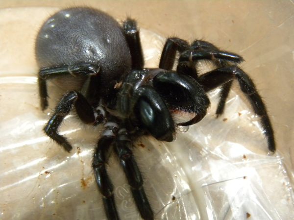 Funnel Web with venom