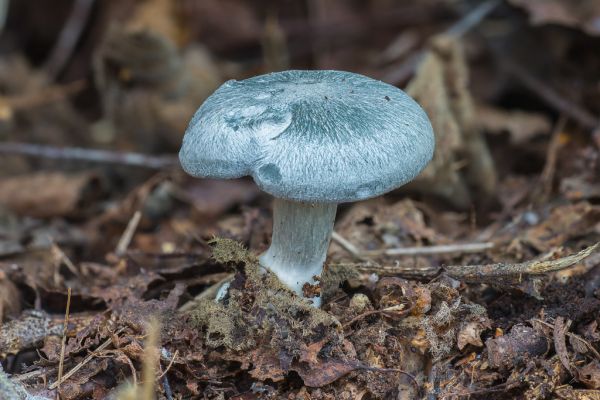 Aniseed funnel - young specimen