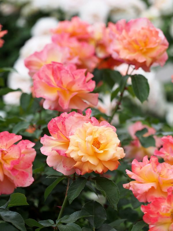 Rose, Souvenir 'd Anne Frank, バラ, スヴニール・ドゥ・アンネ・フランク,