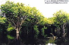 Amazonia, floresta amazônica, amazon rain forest (Iranduba, Amazonas, Brasil).