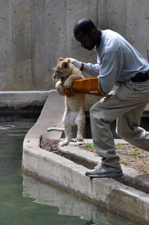 National Zoo's African Lion Cubs Pass Swim Reliability Test and Explore Their Yard