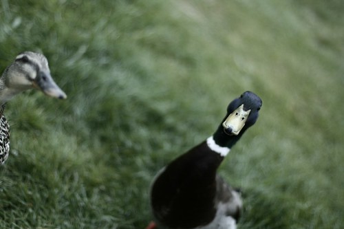 Some New Found Friends