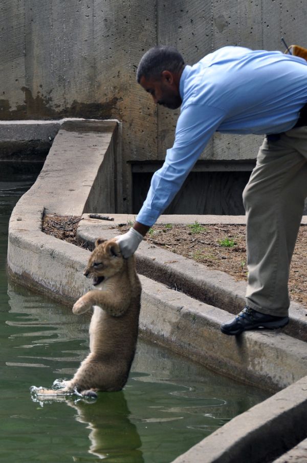 National Zoo's African Lion Cubs Pass Swim Reliability Test and Explore Their Yard