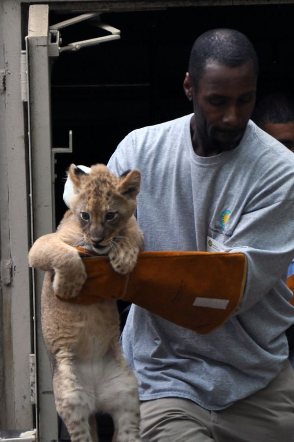 National Zoo's African Lion Cubs Pass Swim Reliability Test and Explore Their Yard