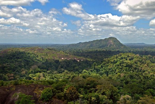 Amazon jungle from above