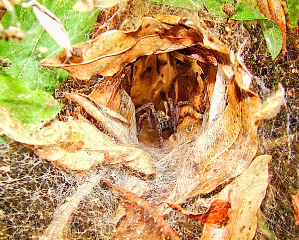 Funnel-web spiders - Way of the Butterflies - Wolf's Farm - Brazil - Fazenda do Lobo