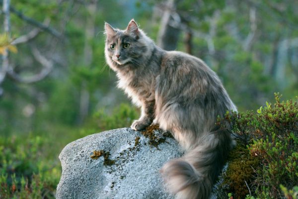 Norwegian Forest Cat