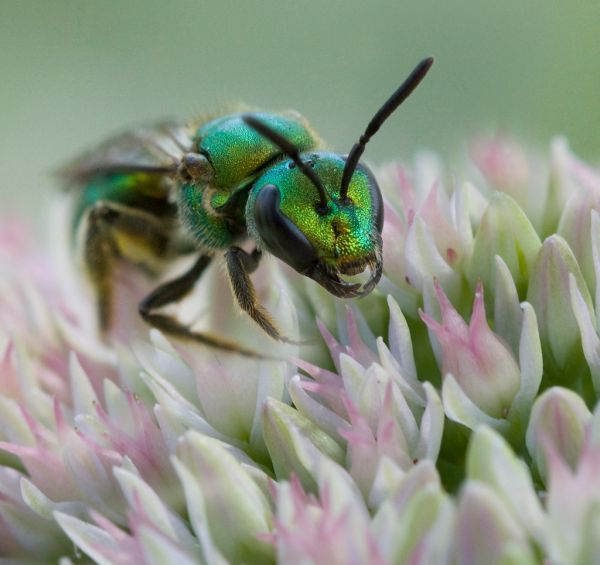 Augochloropsis metallica Halictid Bee on Autumn Sedum