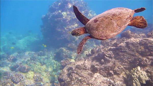 They remember Steve Jobs