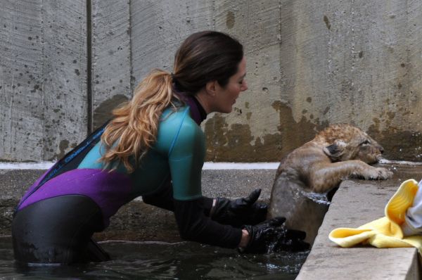 National Zoo's African Lion Cubs Pass Swim Reliability Test and Explore Their Yard