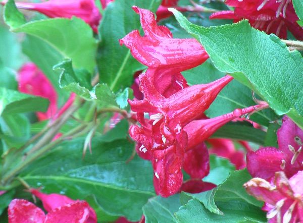 weigela ruby bristol