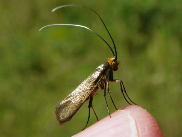 Moth (possible Nemophora metallica?)