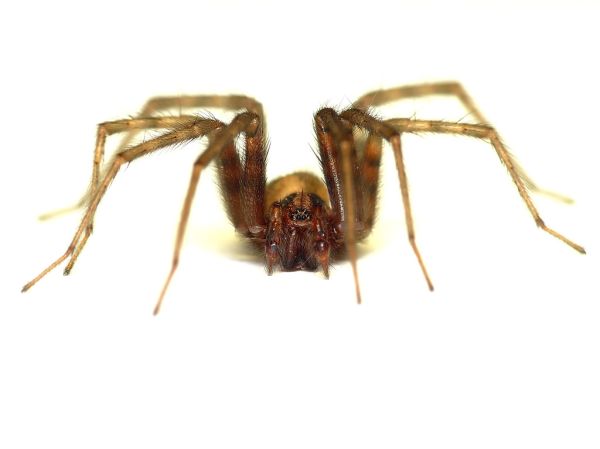 Barn Funnel Weaver (Tegenaria domestica)