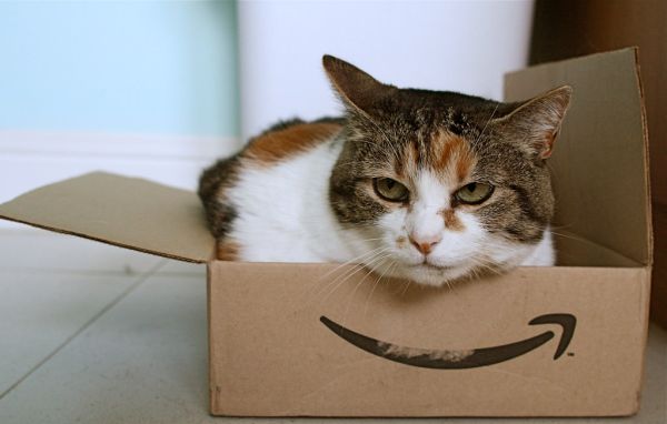 Amazon cat