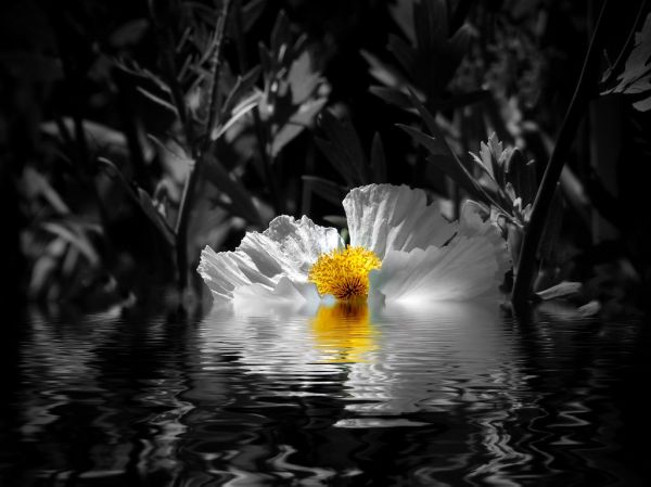 Whoever is happy will make others happy too... Anne Frank