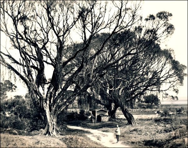 Two Men Standing Beneath Trees, Canton, China [c1870] John Thomson [RESTORED]