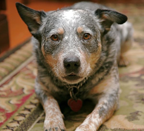 His Directness, Mr. Buster Beaty