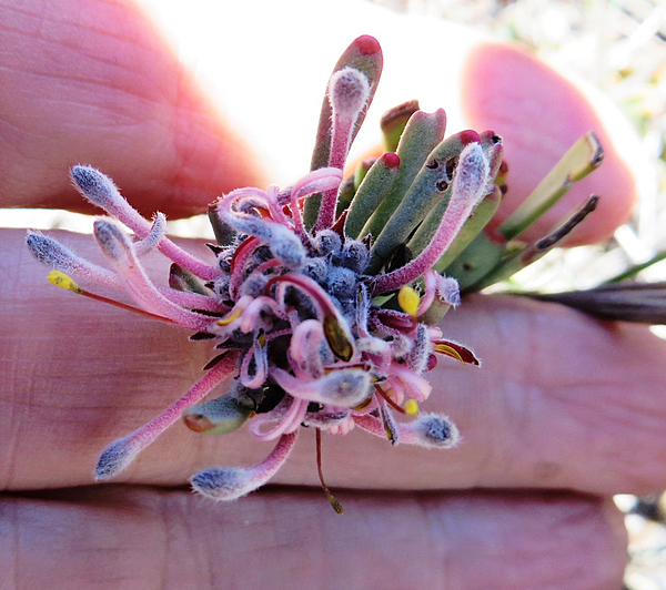 Vexatorella obtusata obtusata Linkie 2