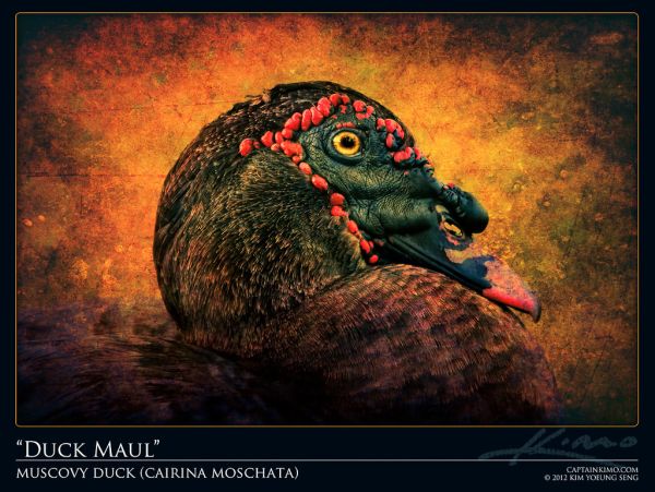 Muscovy Duck HDR Portrait with Texture