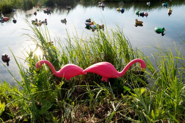 Ditch Ducks. On Highway 65 in McGrath, Minnesota