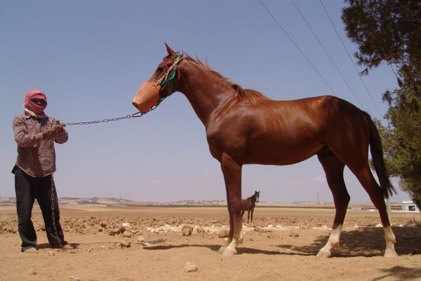 English-Arab stallion with handler