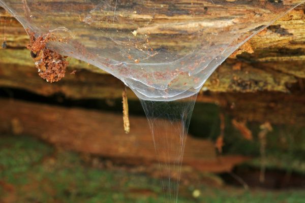 Funnel Web