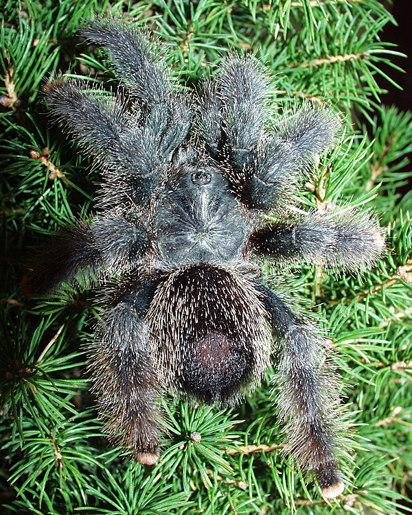 Avicularia metallica immature