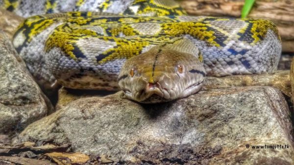 Hello, how are you today? Reticulated Python, Netherlands - 3623