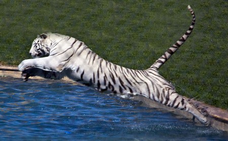 Arizona's Tigers of Africa