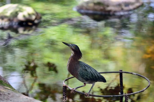 Nikon D800 Test Shot