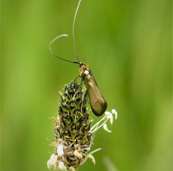 Longhorn Moth. Nemophora metallica Adelidae