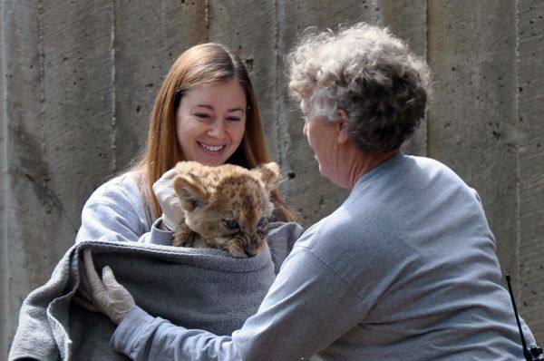 National Zoo's African Lion Cubs Pass Swim Reliability Test and Explore Their Yard