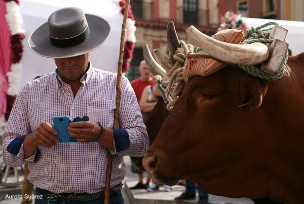 El whatsapp del boyero