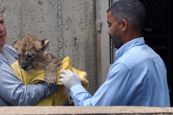 National Zoo's African Lion Cubs Pass Swim Reliability Test and Explore Their Yard