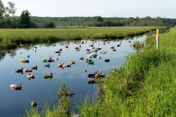 Ditch Ducks. On Highway 65 in McGrath, Minnesota