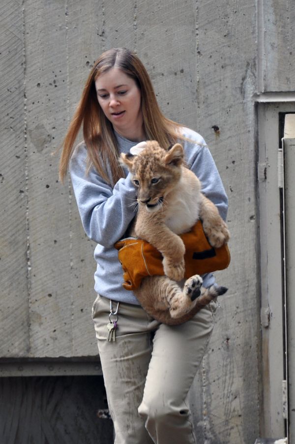 National Zoo's African Lion Cubs Pass Swim Reliability Test and Explore Their Yard