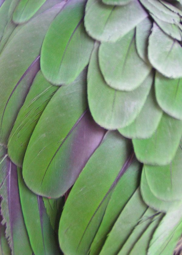 Amazon parrot wing (feather texture #1)
