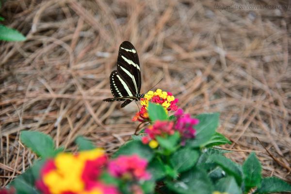 Nikon D800 Test Shot