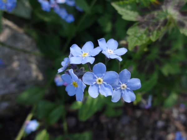 Steve's garden, macro