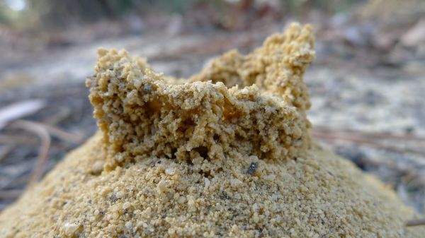 Funnel Ant hole detail