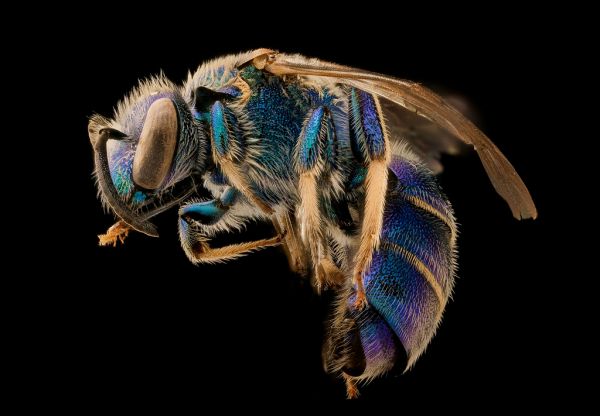 Augochloropsis metallica, male, left, Talbot County, MD_2018-11-15-16.35.08 ZS PMax UDR
