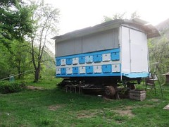 Bee Hives (Tajikistan)