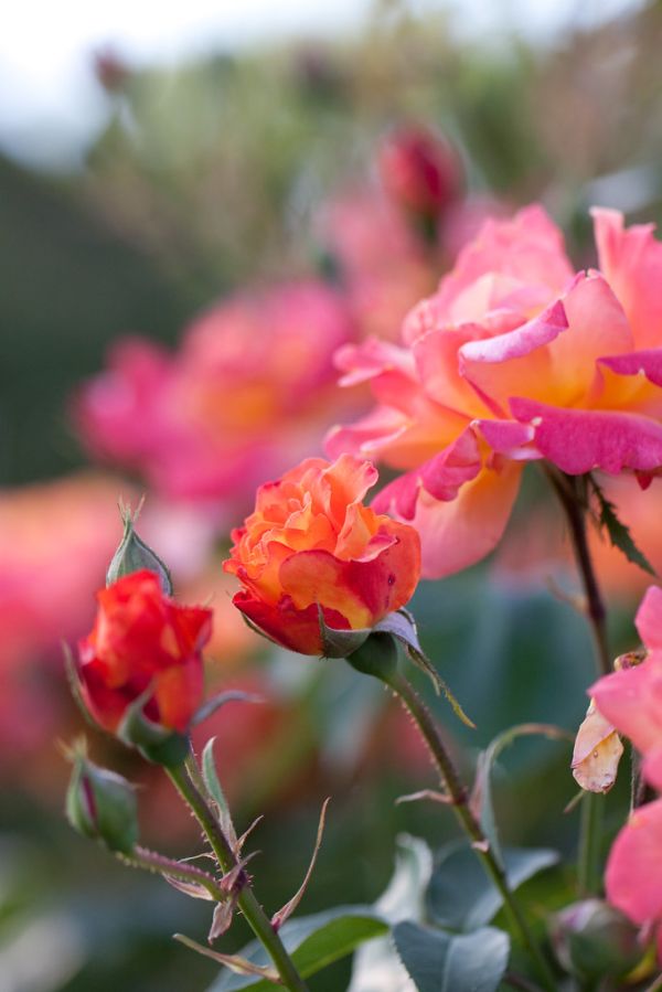 Rose, Souvenir 'd Anne Frank