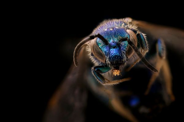 Augochloropsis metallica, male, back, Talbot County, MD_2018-11-15-16.29.06 ZS PMax UDR