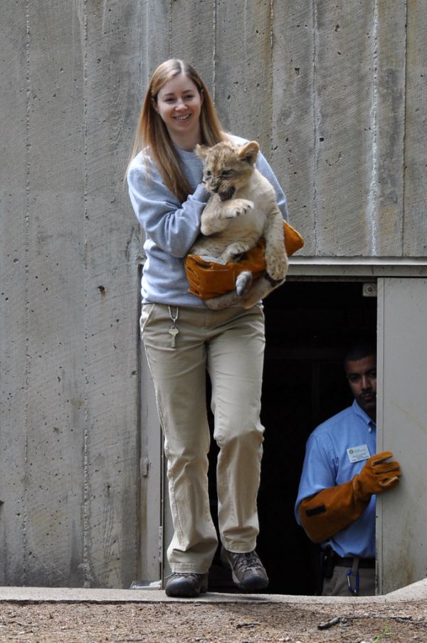 National Zoo's African Lion Cubs Pass Swim Reliability Test and Explore Their Yard