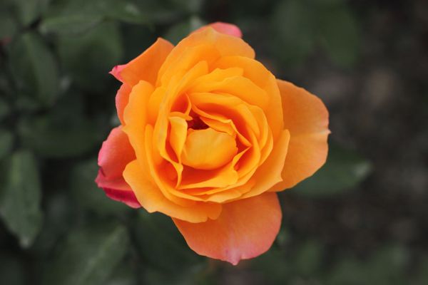 Rose, Souvenir 'd Anne Frank