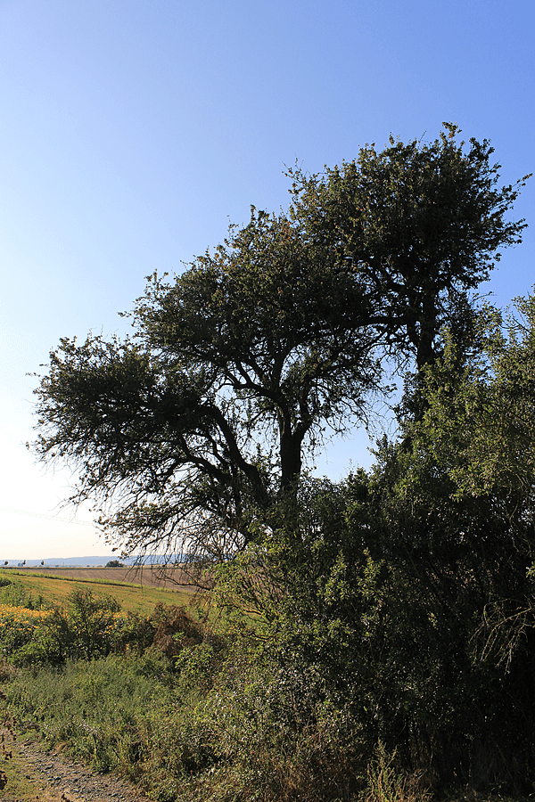 Hrušeň Linky Procházkové1a